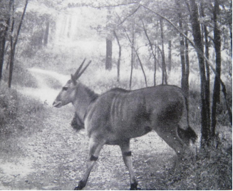 Un’antilope alcina (Taurotragus orix) nel viale della tenuta