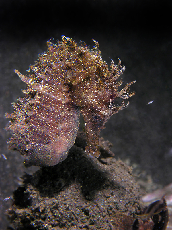 Hippocampus guttulatus Cuvier, 1829 (foto di Fabio Russo)