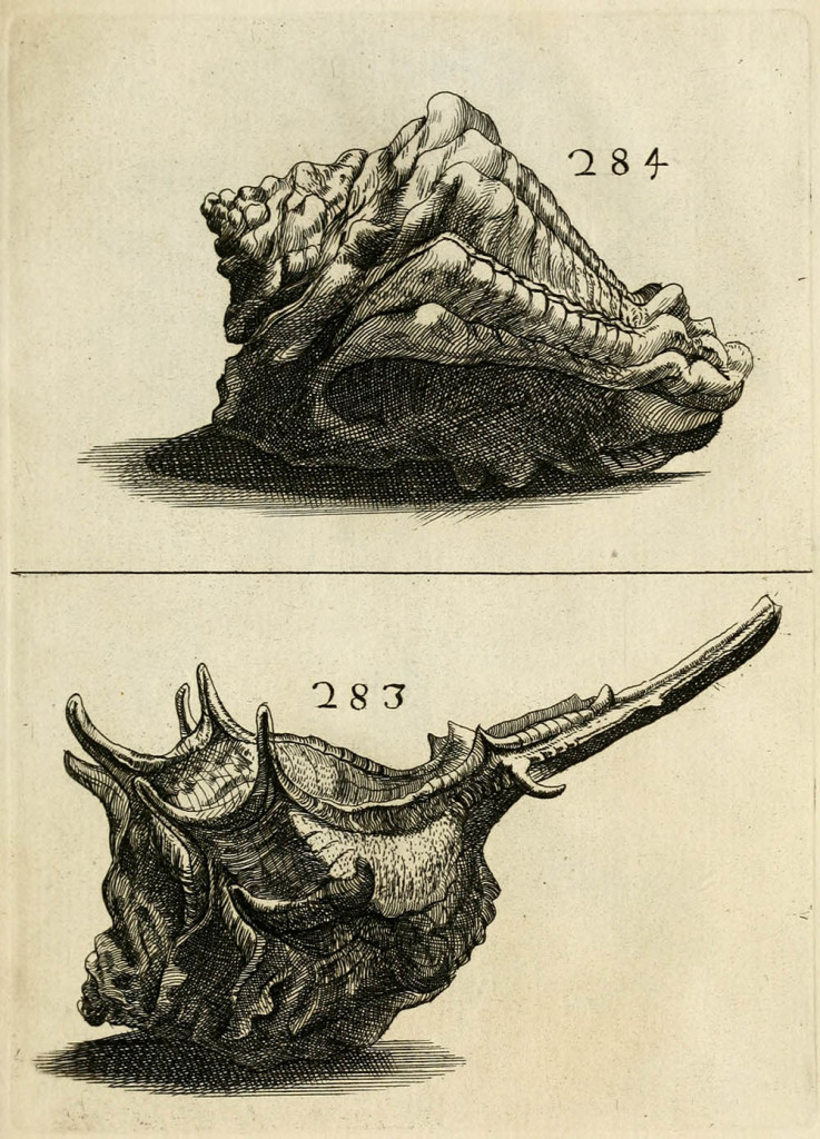 Da Ricreatione dell’occhio e della mente nell’osservatione delle chiocciole (Buonanni 1681)