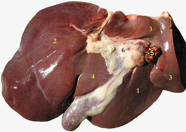 Fegato di pecora (di C. Michael Gibson) 1) lobo destro; 2) lobo sinistro; 3) lobo caudato; 4) lobo quadrato; 5 arteria epatica e vena porta; 6) linfonodi epatici; 7) cistifellea.