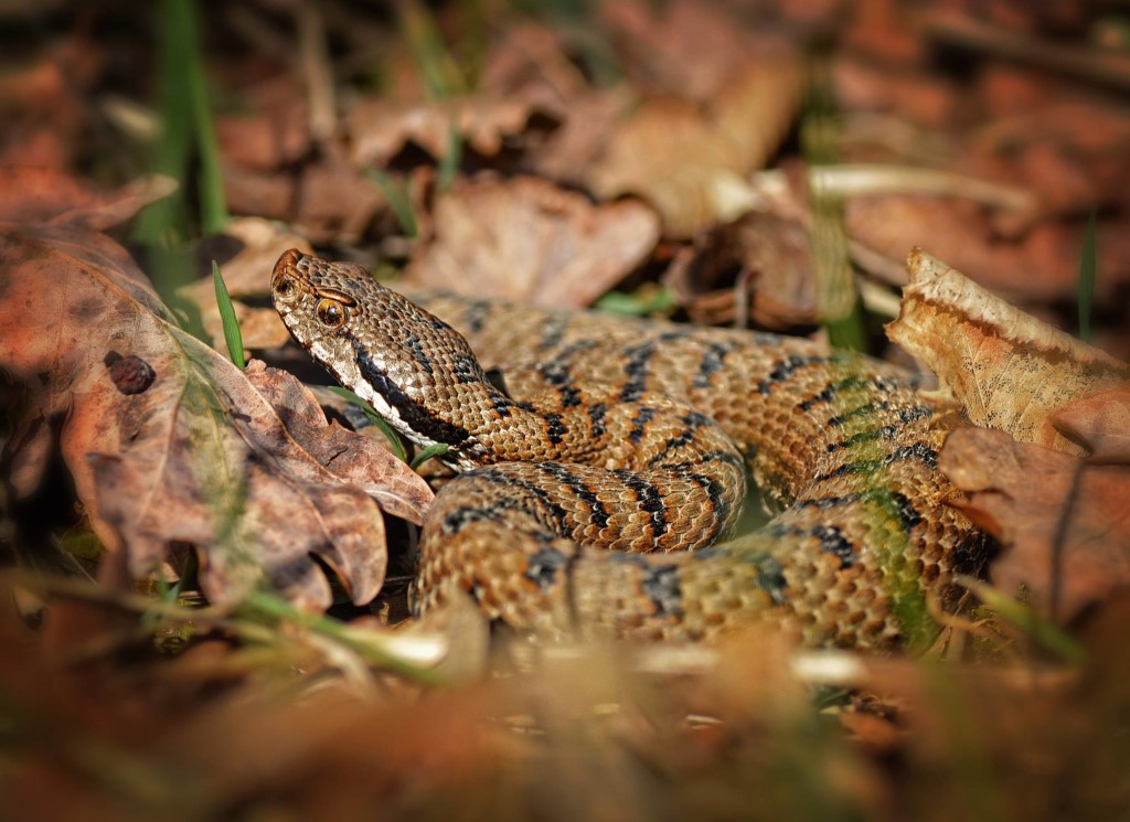 Vipera aspis (foto di Alexandre Roux)