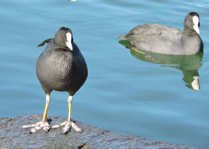 Fulica atra 1000x714