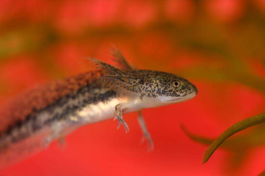 Axolotl (foto di Chatoune Belmonte, da fr.wikipedia.org/wiki/Axolotl)