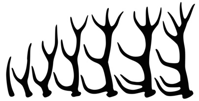 Diversa conformazione dei palchi a seconda dall’età del cervo.