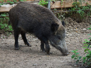 Sus scrofa Linnaeus, 1758 (foto di 4028mdk09, wikipedia)