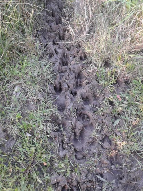 Tracce del passaggio di cinghiali, probabilmente ibridi tra popolazioni autoctone e cinghiali provenienti dal Nord Europa; presso l’Oasi WWF Lago di Conza (Av).